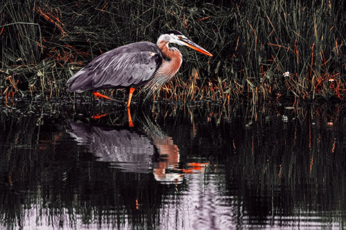 Great Blue Heron Searching Shoreline (Red Tint Photo)