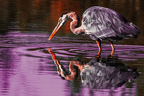 Great Blue Heron Snatches Pond Fish (Red Tint Photo)