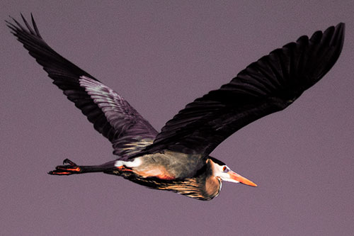 Great Blue Heron Soaring The Sky (Red Tint Photo)
