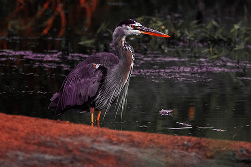 Great Blue Heron Standing Among Shallow Water (Red Tint Photo)