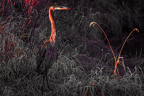 Great Blue Heron Standing Tall Among Feather Reed Grass (Red Tint Photo)