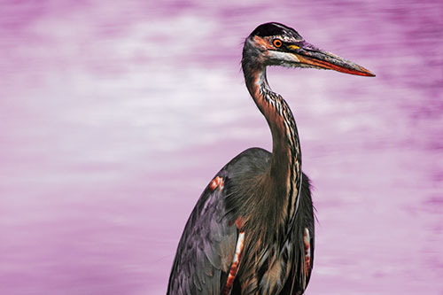 Great Blue Heron Standing Tall Among River Water (Red Tint)
