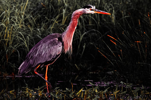 Great Blue Heron Wading Across River (Red Tint)