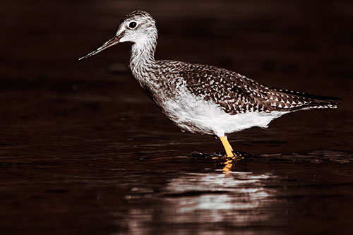 Greater Yellowlegs Bird Leaning Forward On Water (Red Tint Photo)