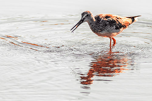 Greater Yellowlegs Fishing Among Shallow Water (Red Tint)