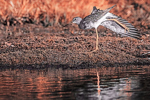Greater Yellowlegs Stretching Along River Shore (Red Tint)