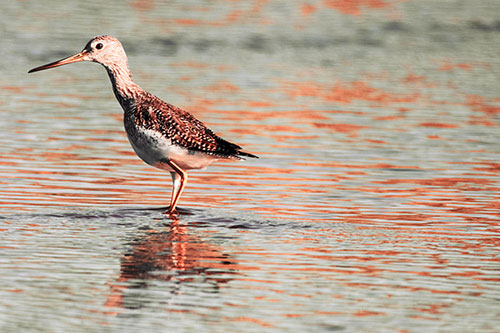 Greater Yellowlegs Wading Among Rippling River Water (Red Tint Photo)