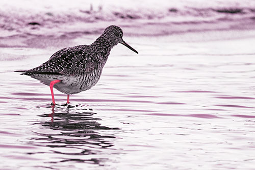 Greater Yellowlegs Walking Along Shallow Water (Red Tint Photo)