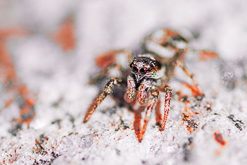 Hairy Jumping Spider Enjoying Sunshine (Red Tint Photo)