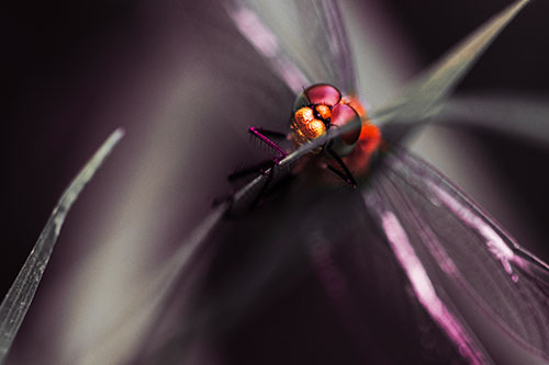 Happy Dragonfly Hugs Grass Blade Edge (Red Tint)