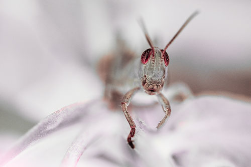 Happy Grasshopper Smiling Among Sneezeweed Leaves (Red Tint)