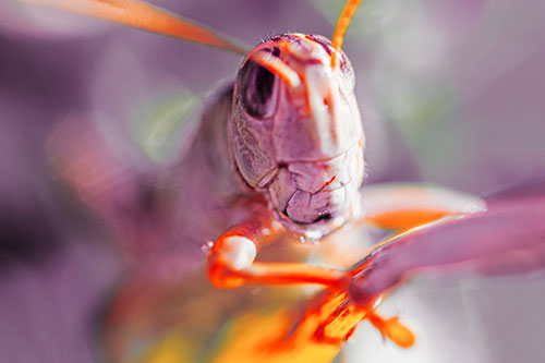 Happy Grasshopper Smiling Among Sunlight (Red Tint Photo)