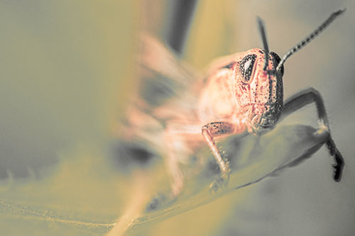 Happy Grasshopper Standing Among Sloping Leaf (Red Tint)