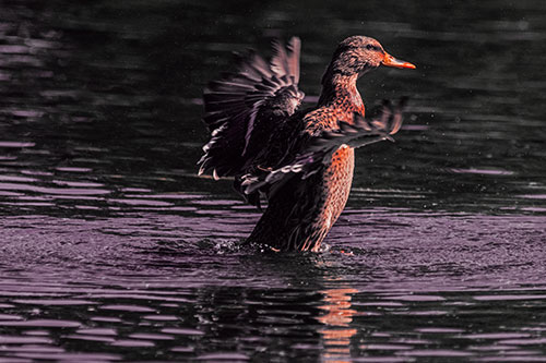 Happy Mallard Duck Flapping Wings Towards Sunshine (Red Tint)