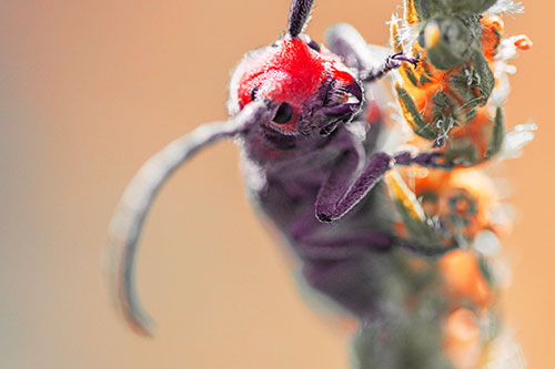 Happy Milkweed Beetle Climbing Fuzzy Plant (Red Tint)