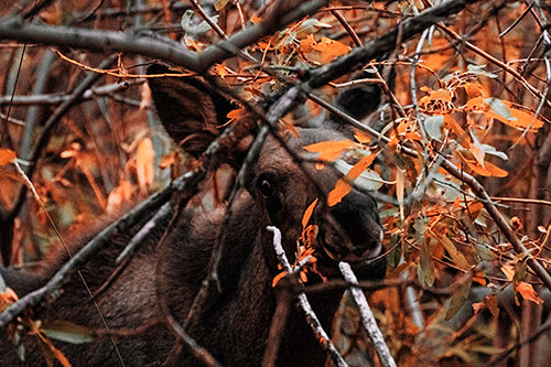 Happy Moose Smiling Behind Tree Branches (Red Tint Photo)