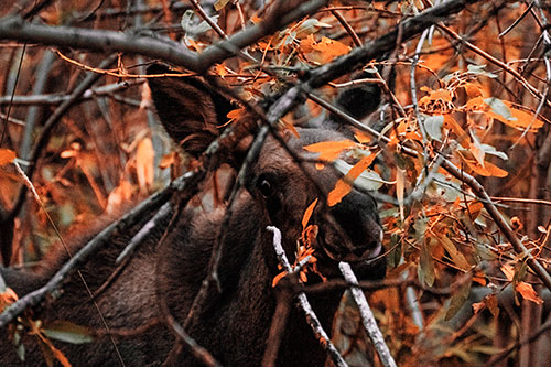 Happy Moose Smiling Behind Tree Branches (Red Tint)