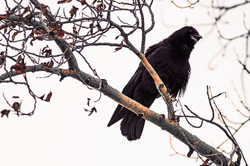 Happy Open Mouthed Crow Cawing (Red Tint Photo)