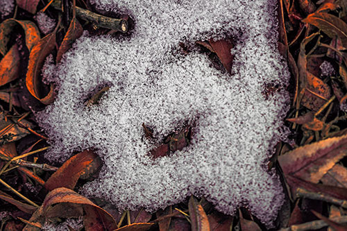 Happy Snow Face Among Dead Twisted Leaves (Red Tint Photo)