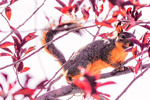 Happy Squirrel With Chocolate Covered Face (Red Tint Photo)