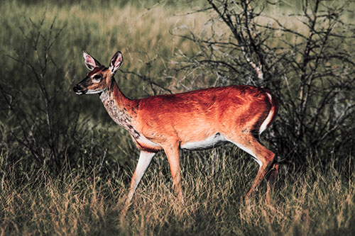 Happy White Tailed Deer Enjoying Stroll Through Grass (Red Tint Photo)