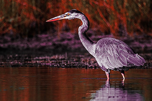 Head Tilting Great Blue Heron Hunting For Fish (Red Tint Photo)