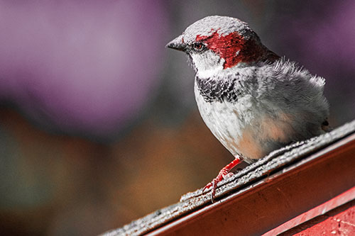 Head Tilting House Sparrow Perched Along Rooftop (Red Tint)