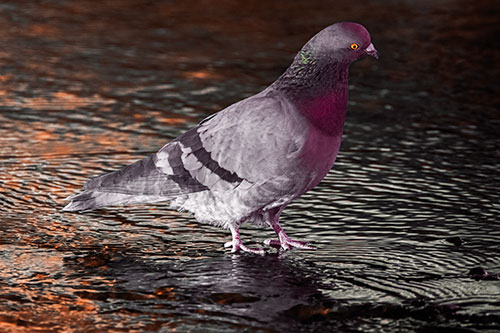 Head Tilting Pigeon Wading Atop River Water (Red Tint Photo)