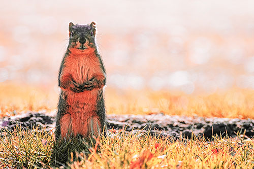 Hind Leg Squirrel Standing Among Grass (Red Tint)