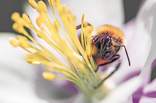 Honey Bee Crawling Among Columbine Flower (Red Tint)