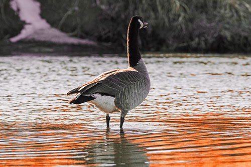 Honking Canadian Goose Standing Among River Water (Red Tint Photo)