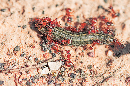 Horde Of Ants Feasting On Caterpillar (Red Tint Photo)