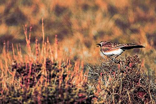 Horned Lark Chirping Loudly Perched Atop Sticks (Red Tint Photo)