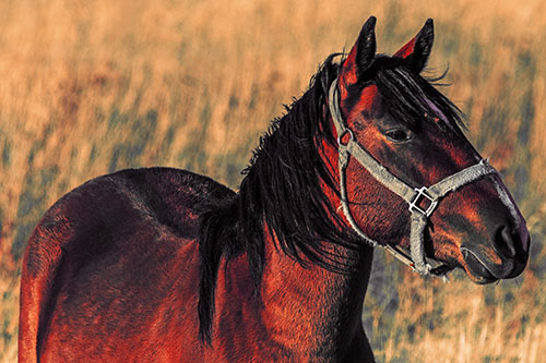 Horse Enjoying Grassy Dinner Meal (Red Tint Photo)