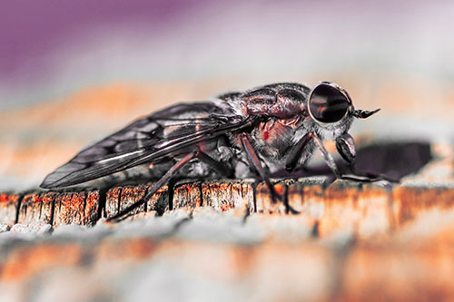 Horse Fly Resting Among Cracked Wood (Red Tint)