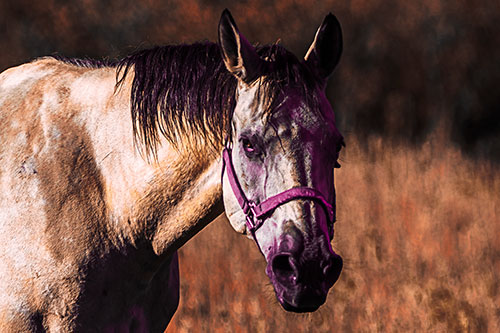 Horse Making Eye Contact (Red Tint Photo)