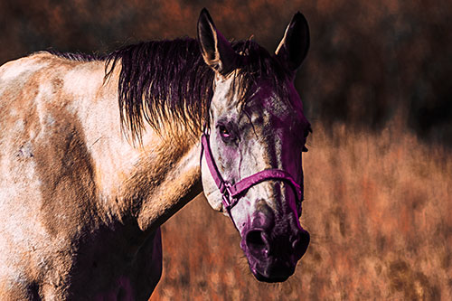 Horse Making Eye Contact (Red Tint)