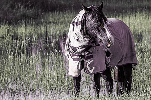 Horse Wearing Coat Atop Wet Grassy Marsh (Red Tint Photo)