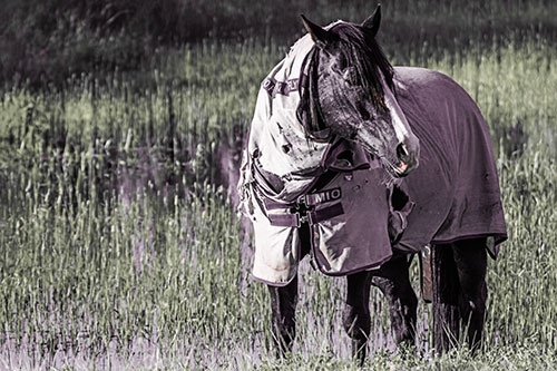 Horse Wearing Coat Atop Wet Grassy Marsh (Red Tint)