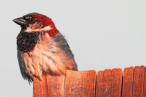 House Sparrow Perched Atop Wooden Post (Red Tint Photo)
