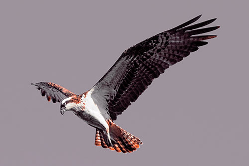 Hovering Osprey Hawk Looking For Fish Below (Red Tint)