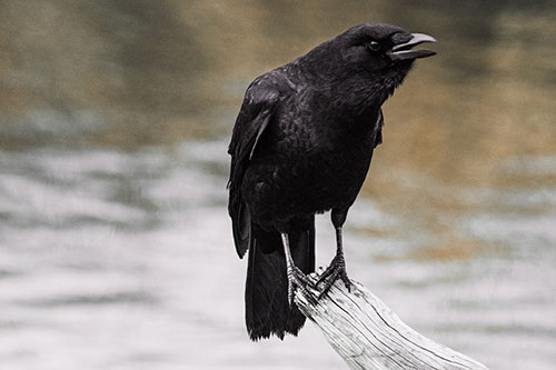 Hunched Over Crow Cawing Atop Broken Tree Log (Red Tint)