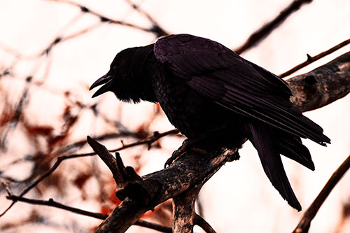 Hunched Over Crow Cawing Atop Tree Branch (Red Tint Photo)