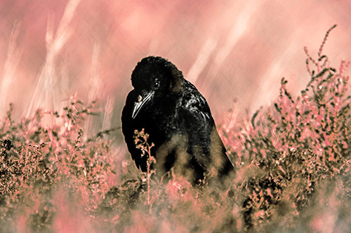 Hunched Over Raven Among Dying Plants (Red Tint Photo)