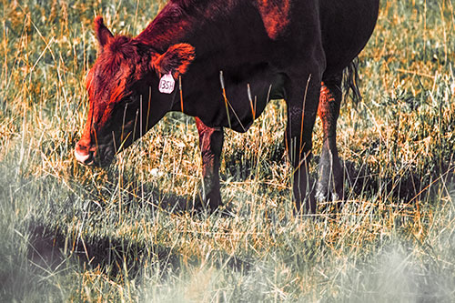 Hungry Cow Enjoying Grassy Meal (Red Tint Photo)