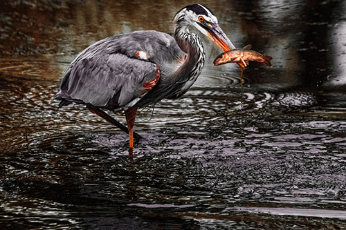 Hungry Great Blue Heron Spears Through Trout Fish (Red Tint)