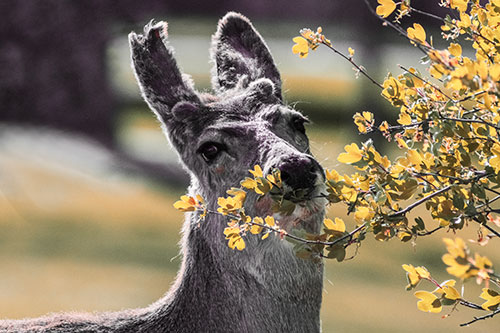 Hungry Lone Mule Deer Chewing Tree Leaves (Red Tint)