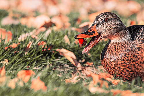 Hungry Mallard Duck Devours Cherry (Red Tint)