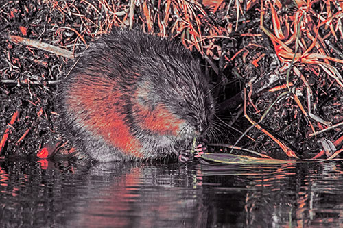 Hungry Muskrat Chews Water Reed Grass Along River Shore (Red Tint Photo)