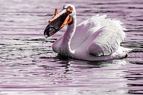 Hungry Pelican Captures Salamander For Breakfast (Red Tint)